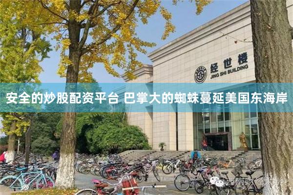 安全的炒股配资平台 巴掌大的蜘蛛蔓延美国东海岸